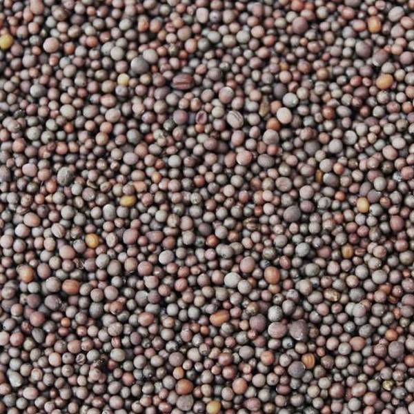 Up Close photo of Indian spice Black Mustard Seeds