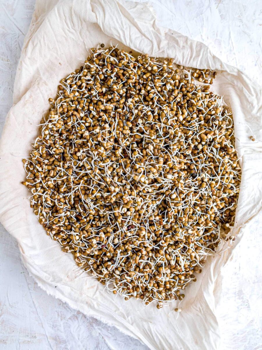 Sprouted moth beans in a cloth. 